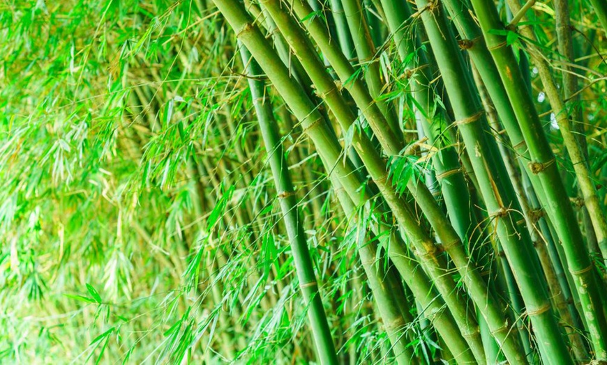 Image 5: Potted Bamboo Plants in 3-litre Pots