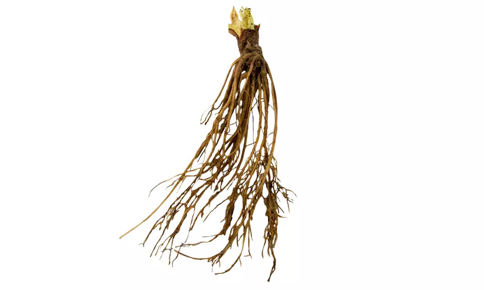 Pineberry Pair (10 bareroot) - Image 3