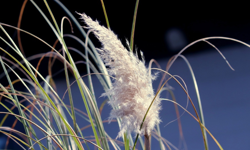 Image 2: XL Ornamental Dwarf Pampas Grass
