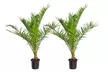 1 o 2 piante di Phoenix Canariensis, disponibili in 2 misure - Image 3