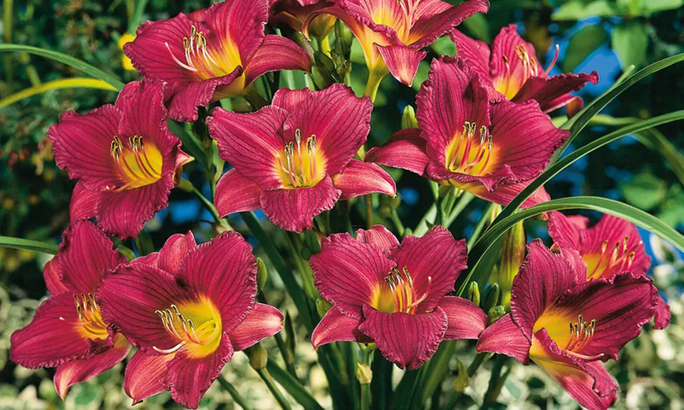 Pre-Order: Reblooming Purple de Oro Daylily or Mixed Daylily Bulbs - Primary Image