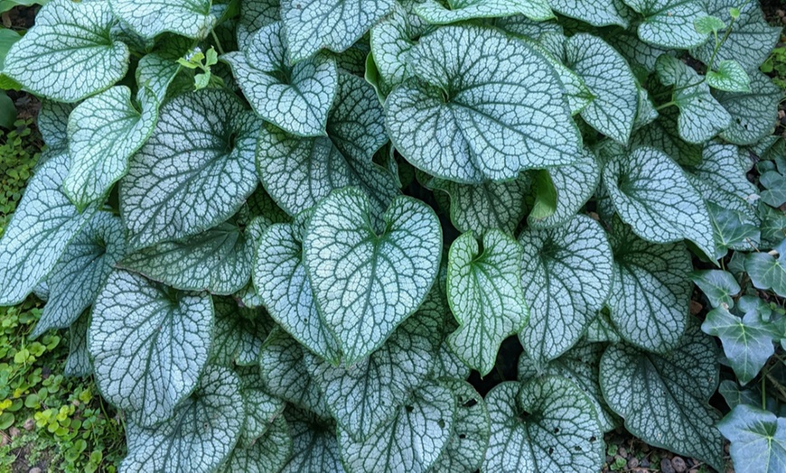 Image 1: Brunnera Groundcover Collection – 3 or 6 Potted Plants