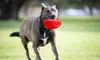 Tail Toys Football Dog Toy