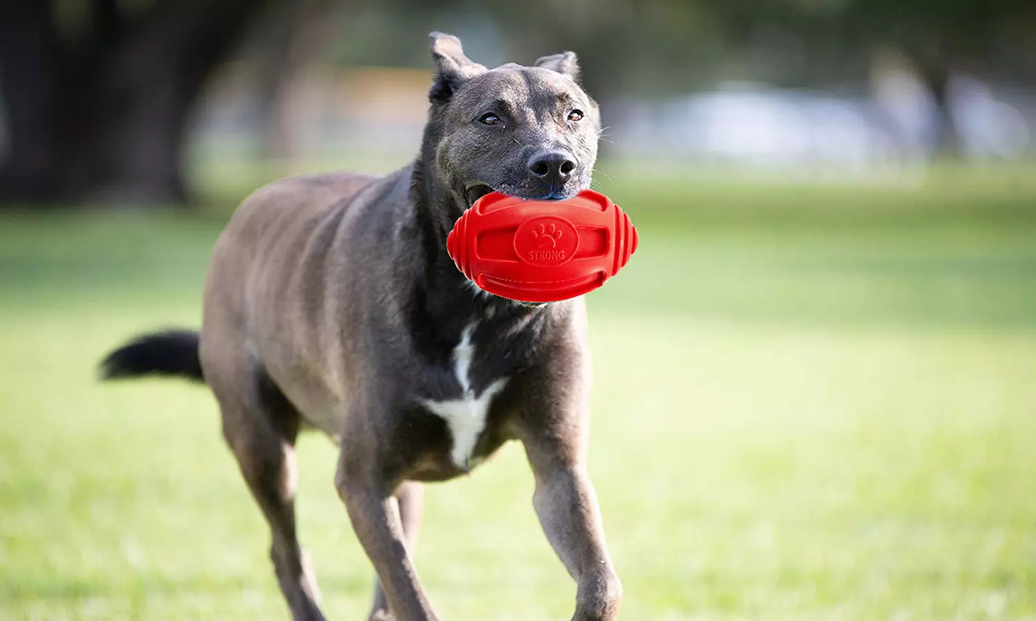 Tail Toys Football Dog Toy - Primary Image