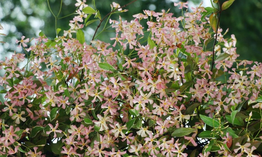 Image 1: Scented Jasmine Star of Milano - One or Three Potted Plants