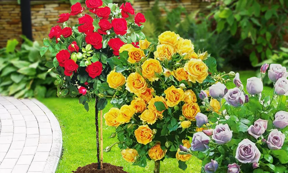 1 ou 2 collections de 3 rosiers sur tige de Willemse France - Primary Image