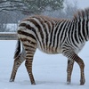 Image 3: Up to 25% Off on Zoo / Animal Park at Coastal Wilds