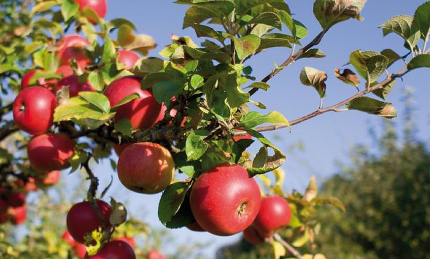 Image 14: Set di 5 alberi da frutta 