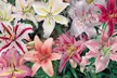 24 or 48 Mixed Giant Oriental Lily Bulbs - Second Medium