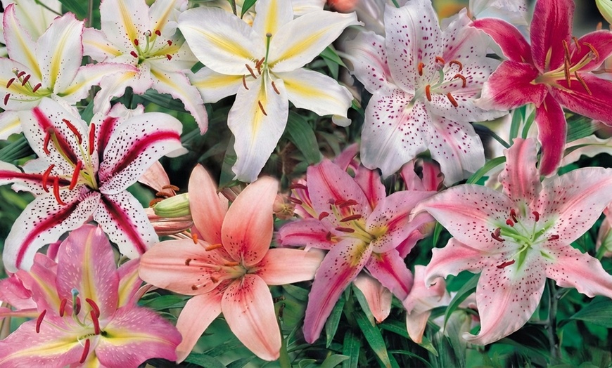 Image 2: 24 or 48 Mixed Giant Oriental Lily Bulbs