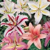 Image 2: 24 or 48 Mixed Giant Oriental Lily Bulbs