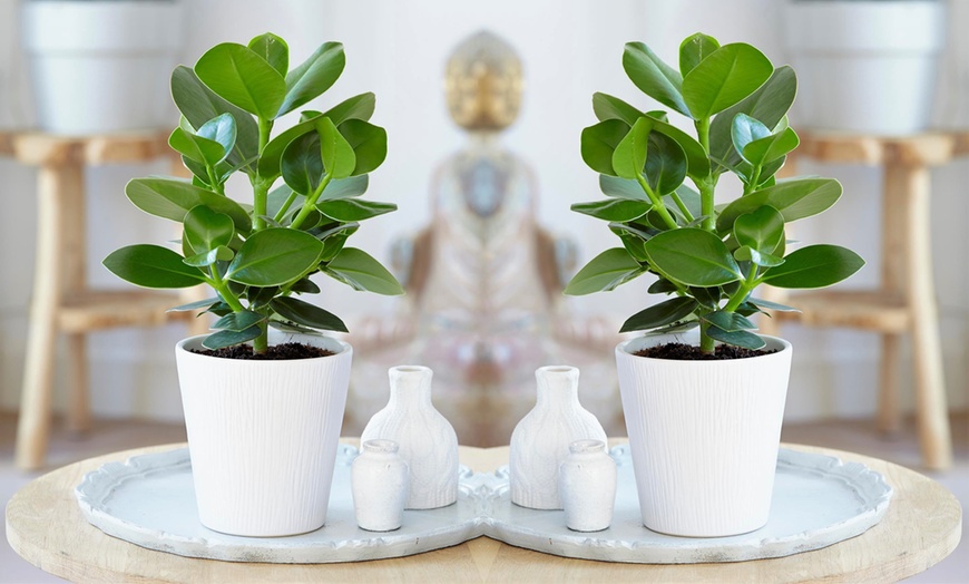 Image 2: Set of Four Easy-Care Houseplants