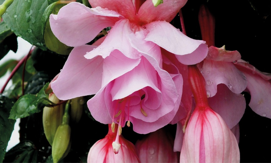 Image 4: 5 or 10 Fuchsia 'Pink Elephant' Plants