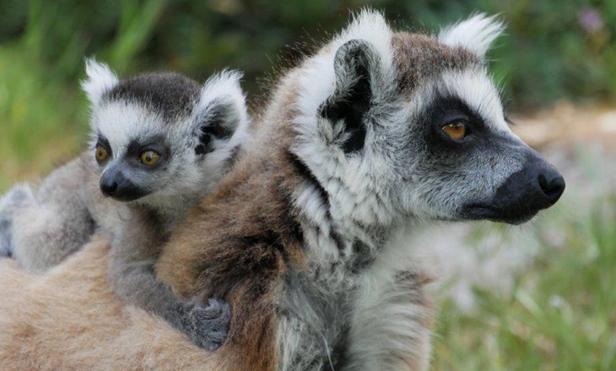 Image 1: Zoo de Fréjus : les animaux comme vous ne les avez jamais vus !