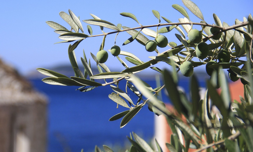 Image 4: Árbol de Olivo