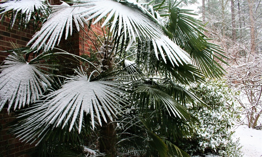 Image 5: Hardy Asian Windmill Palms