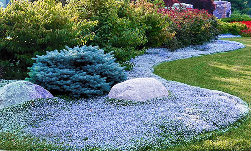 Image 2: Isotoma Blue Foot Plants