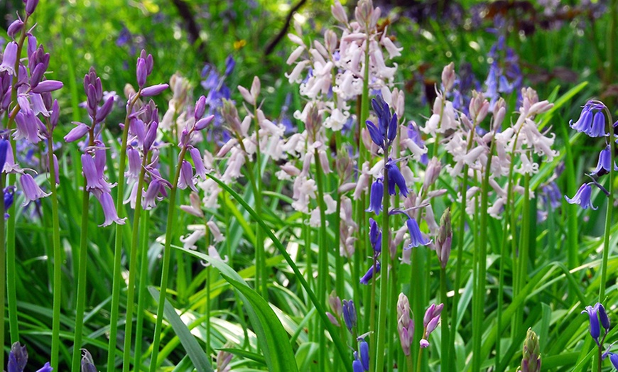 Image 5: Lot de 10, 15, 20, 25 ou 40 bulbes de jacinthe