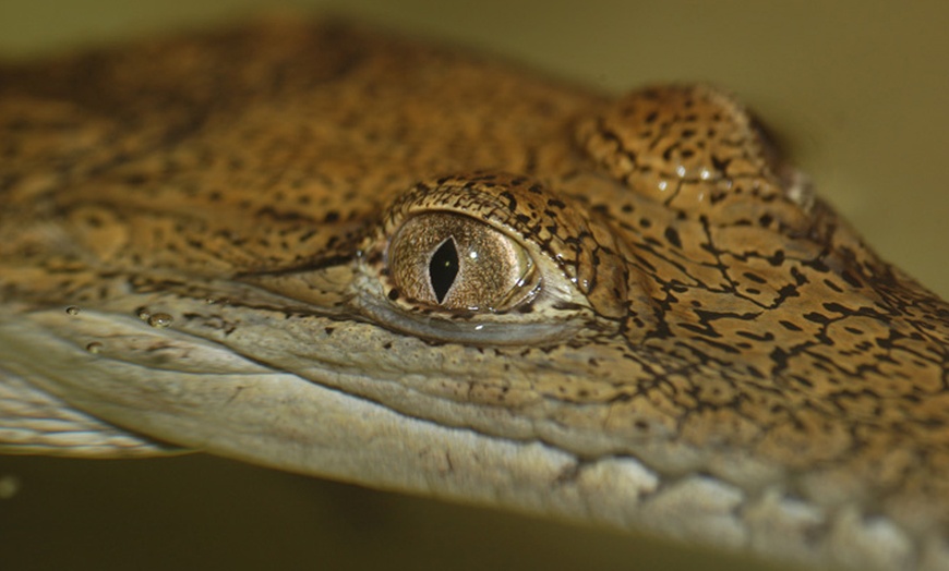 Image 13: Ballarat Wildlife Park Pass