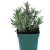 Image 5: Three-Pack of Lavender Munstead 1 Litre Potted Plants
