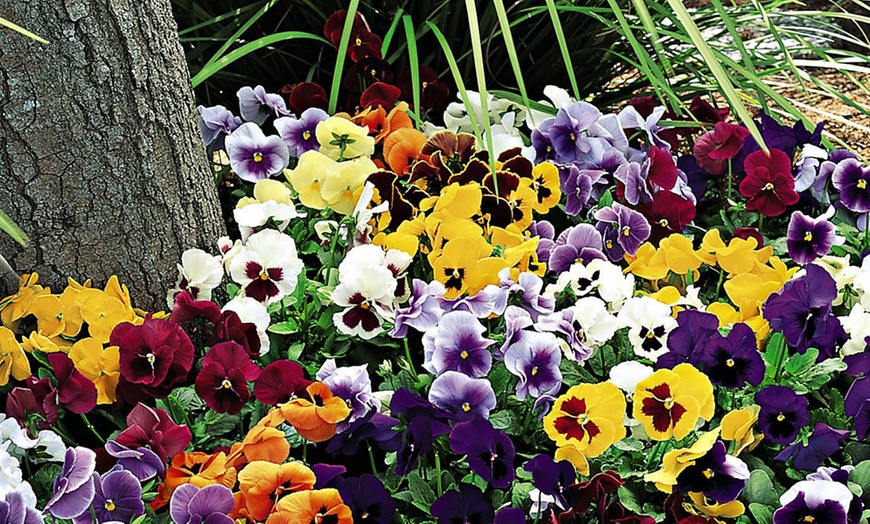 Image 5: 24, 48 or 72 Pansy Universal Super Mix Plants