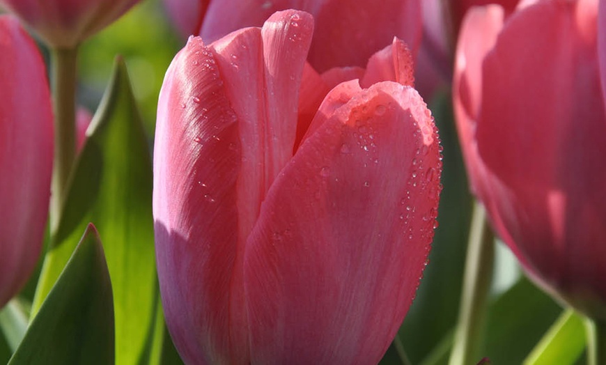 Image 2: 15 or 30 Tulip 'Van Eijk' Spring Flowering Bulbs; Reddish-Pink Blooms
