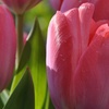 Image 2: 15 or 30 Tulip 'Van Eijk' Spring Flowering Bulbs; Reddish-Pink Blooms