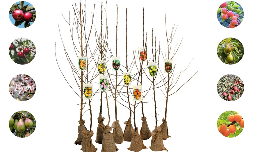 Image 12: Set di 5 alberi da frutta 