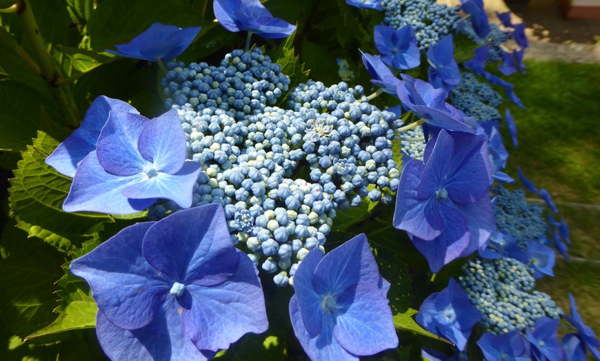 Image 4: 3 plants d'hortensia Teller Blue 25-40 cm