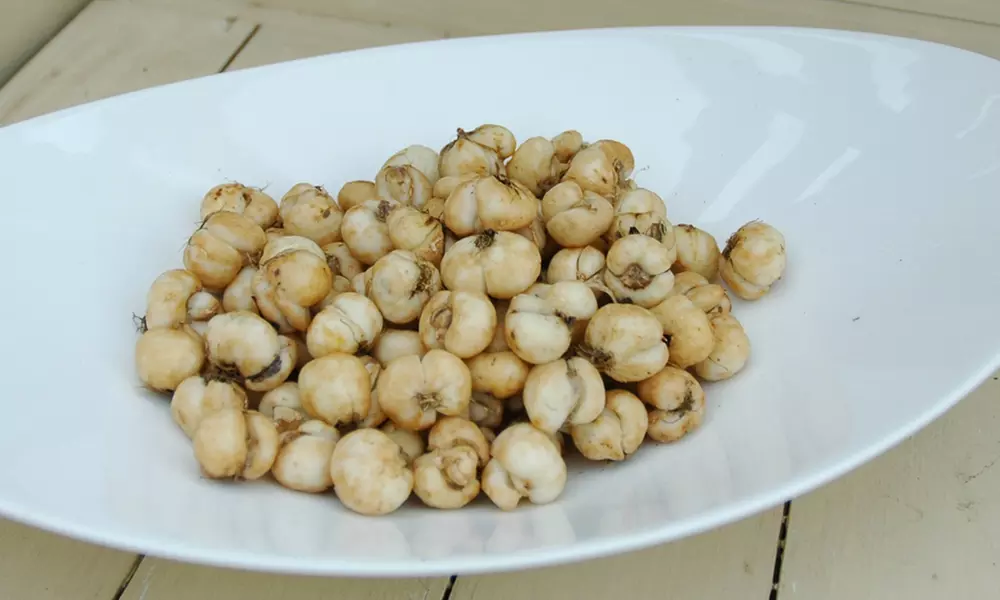 30 ou 120 bulbes Jacinthe des Bois - Second Medium