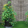 Image 1: 1 or 2 Tower Patio Pot with Trellis - Modern Grey or Black with Gold