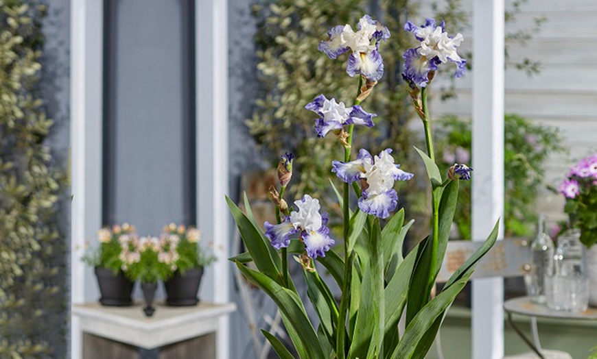 Image 3: Iris germanica 'Miles Ahead' 
