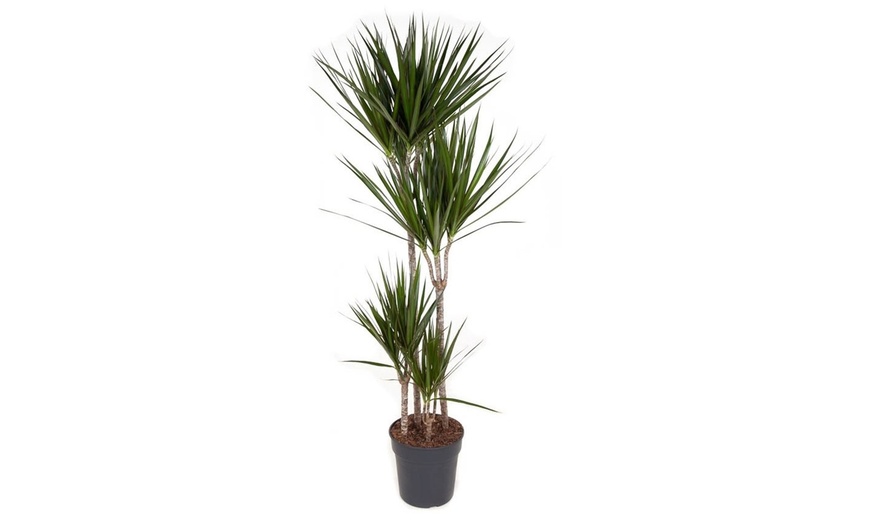 Image 2: Planta de Dracaena con maceta incluida