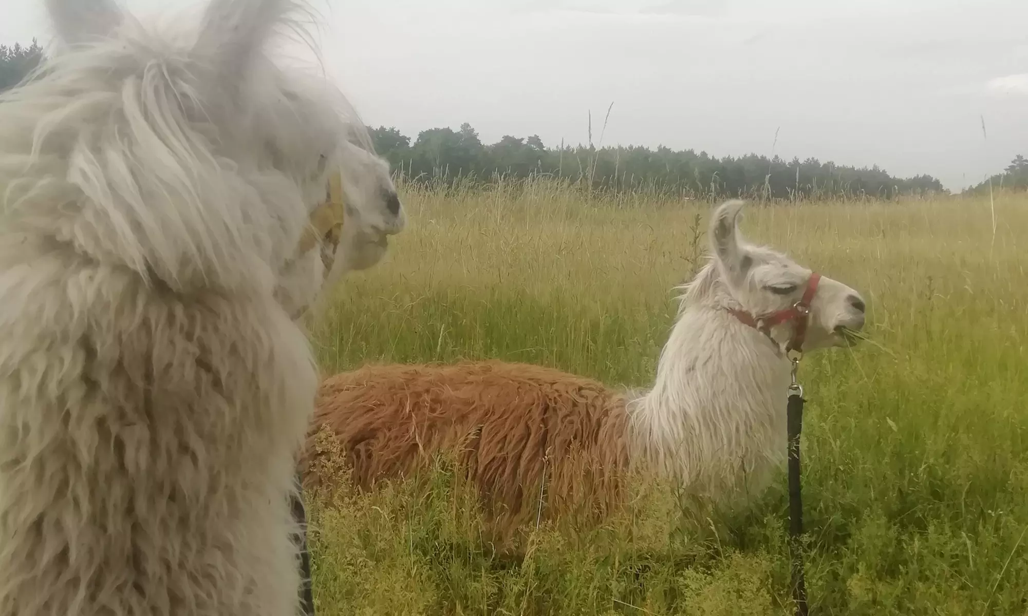 Alpaka- und Lama-Wanderung