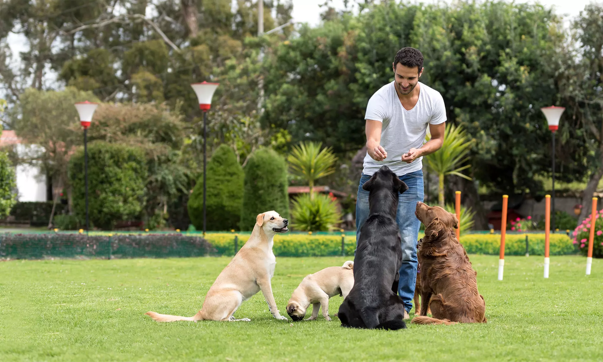 $55 Off $100 Worth of Obedience School - Primary Image