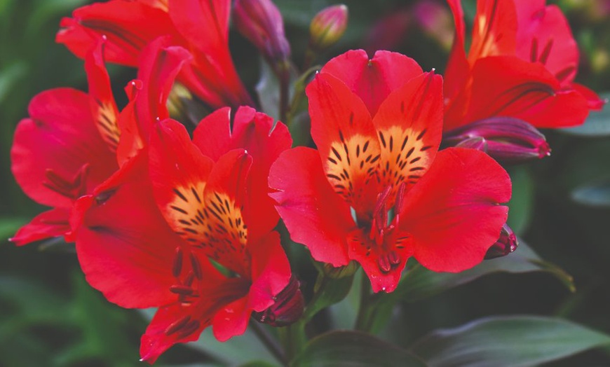 Image 3: Summer Flowering Alstroemeria Collections