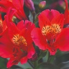 Image 3: Summer Flowering Alstroemeria Collections
