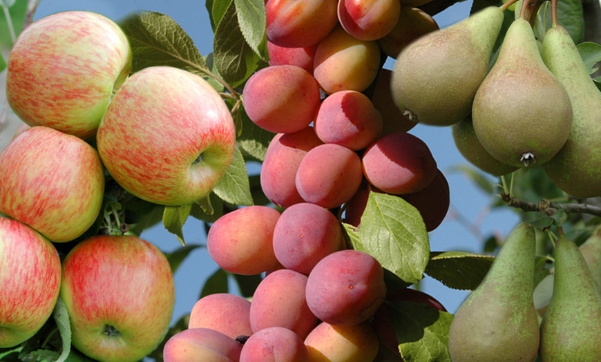 Image 1: Three-Tree Orchard Collection