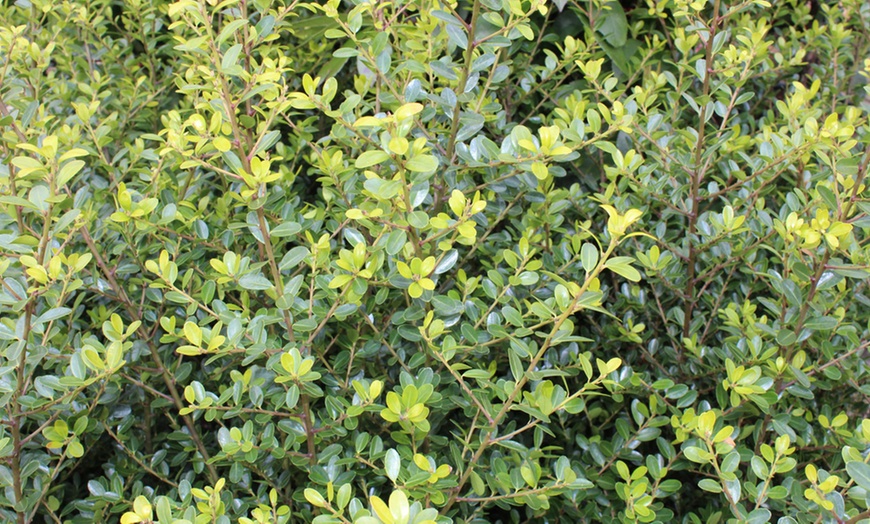 Image 3: Ilex Luxus Hedge Plants