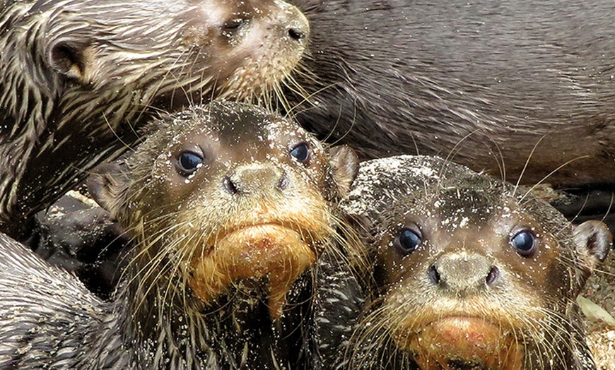 Image 5: Descubre la diversión salvaje en Madrid: ¡el Zoo Aquarium te espera!