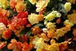 5, 10 or 20 Begonia Apricot Shades Improved F1 Hybrid Bulbs - Image 6