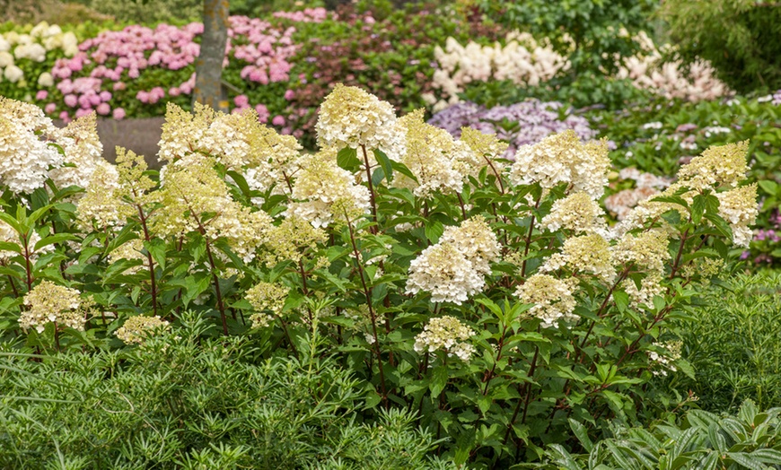 Image 2: Assortiment de 3 hortensias 25-40 cm