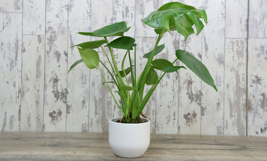 Image 2: One or Two Monstera Deliciosa Swiss Cheese Plants