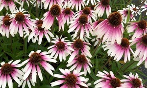 Echinacea 'Pretty Parasols' – 1, 3 or 5 Potted Plants