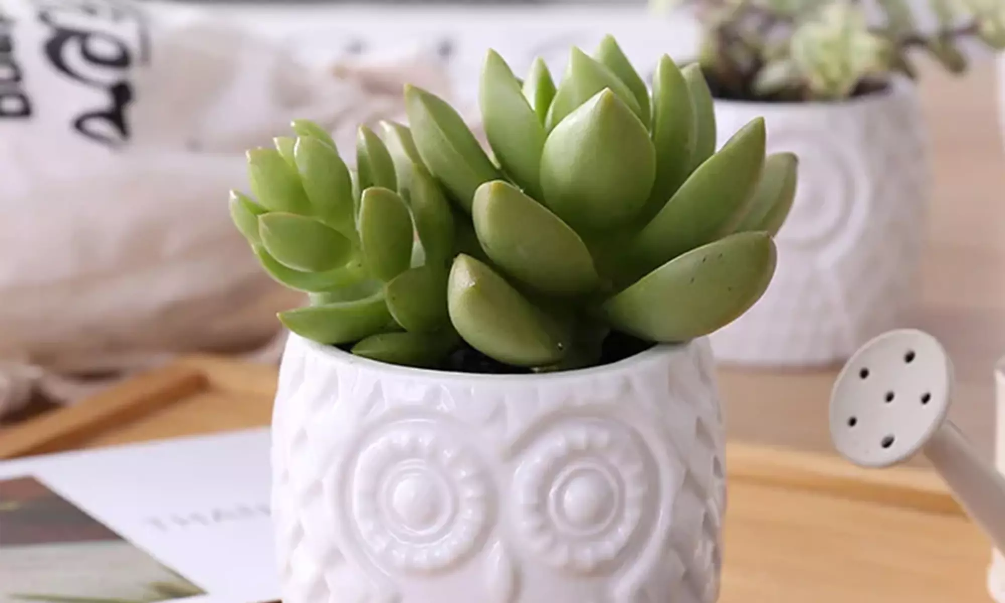 3er- oder 6er-Set Keramiktopf im Eulen Design