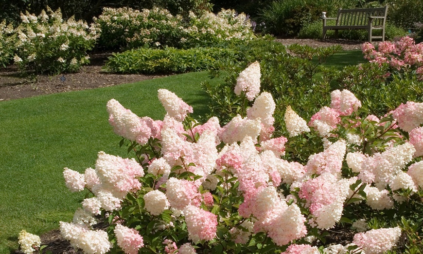 Image 2: One, Two or Three Hydrangea Paniculata Vanilla Fraise Potted Plants