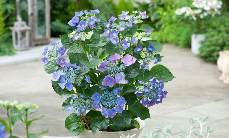 Image 1: 3 plants d'hortensia Teller Blue 25-40 cm