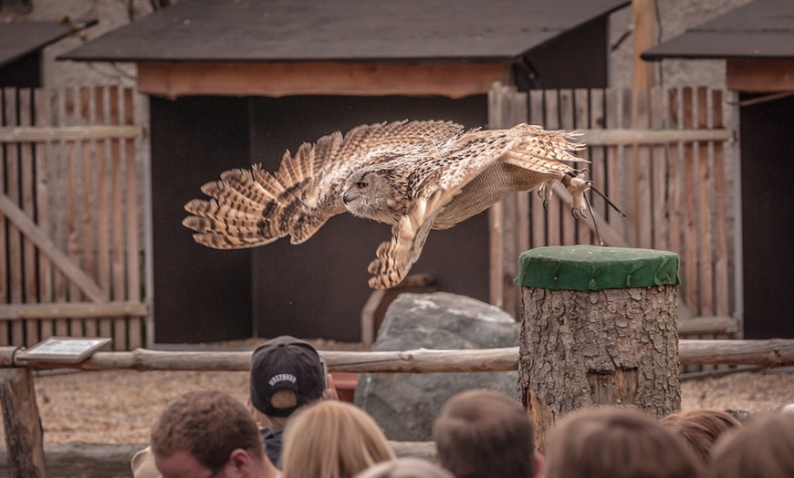 Image 5: Falknerei-Erlebnis mit Flug-Show