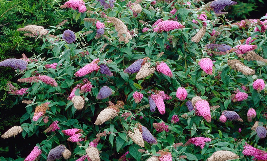 Image 1: 3-in 1 Tricolour Buddleia 