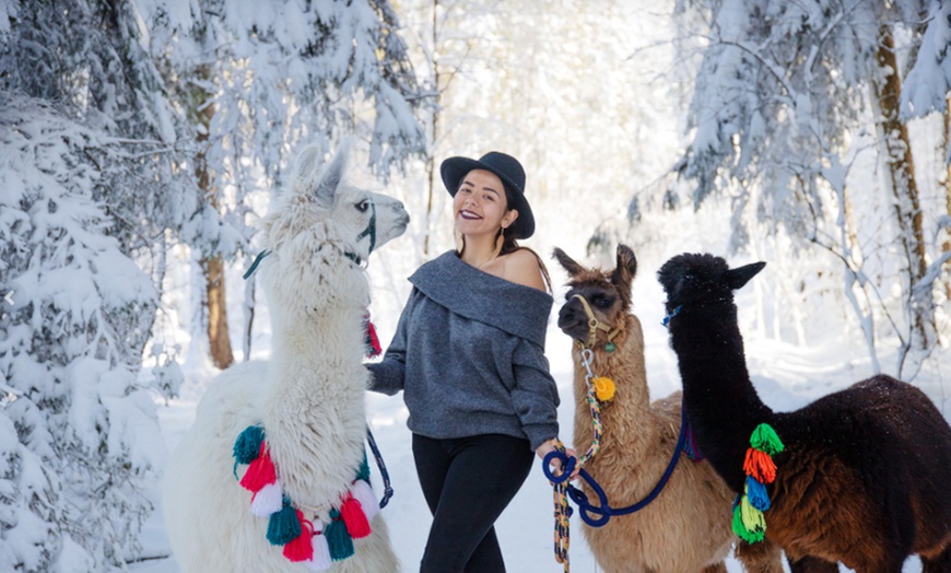 Image 2: Alpaka-Wanderung oder Schnupper-Erlebnis im Stall für 2 - 4 Personen